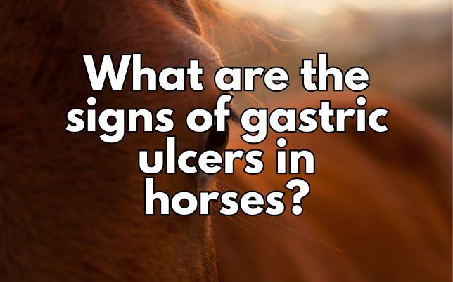 What are the signs of gastric ulcers in horses?