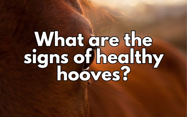 What are the signs of healthy hooves?