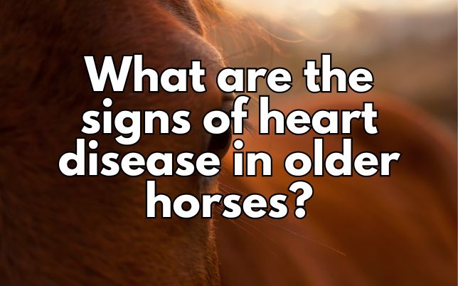 What are the signs of heart disease in older horses?