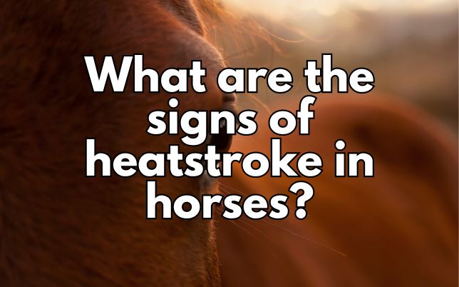 What are the signs of heatstroke in horses?