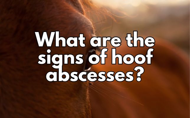 What are the signs of hoof abscesses?