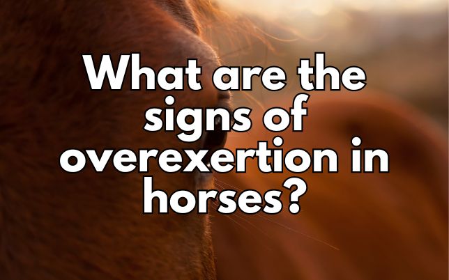 What are the signs of overexertion in horses?