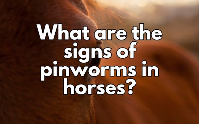 What are the signs of pinworms in horses?