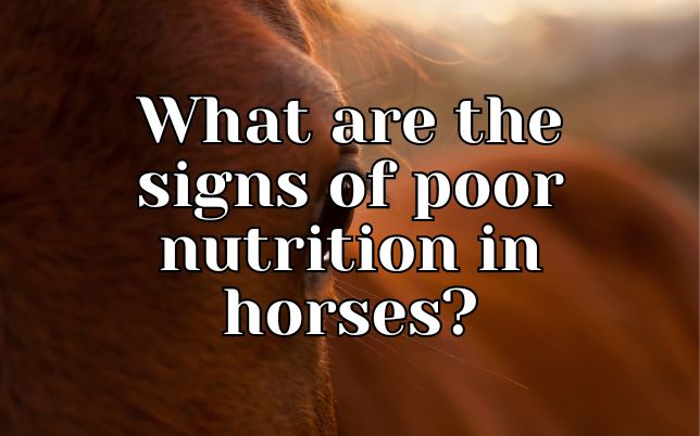 What are the signs of poor nutrition in horses