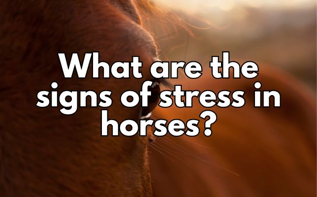 What are the signs of stress in horses?