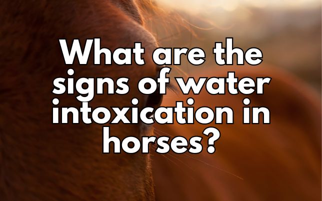 What are the signs of water intoxication in horses?