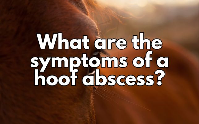 What are the symptoms of a hoof abscess?