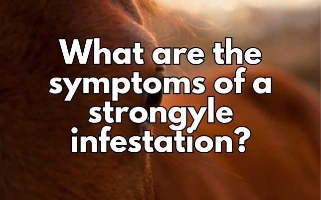 What are the symptoms of a strongyle infestation?