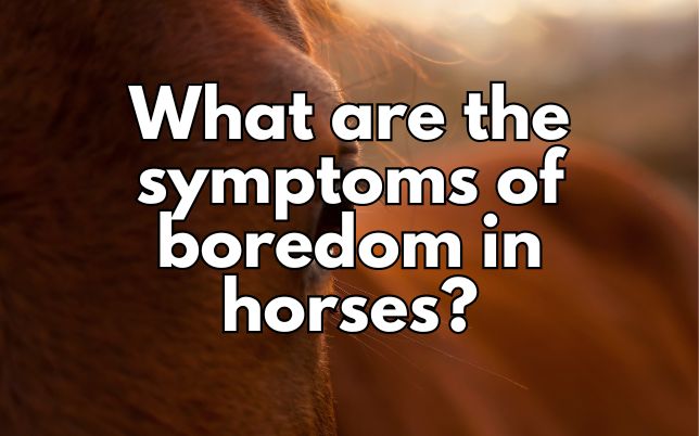 What are the symptoms of boredom in horses?