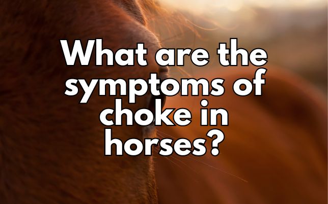 What are the symptoms of choke in horses?