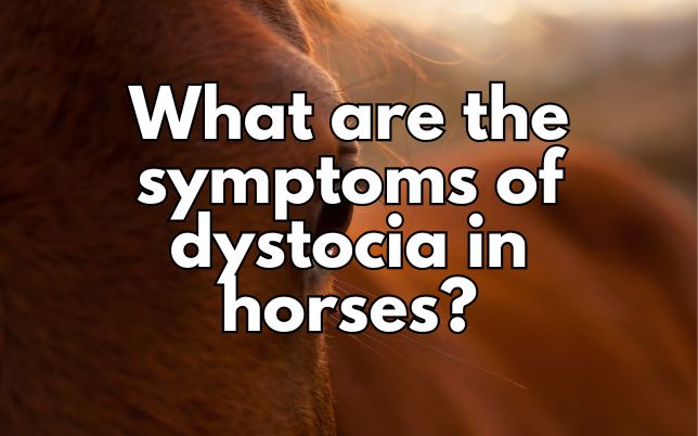 What are the symptoms of dystocia in horses?