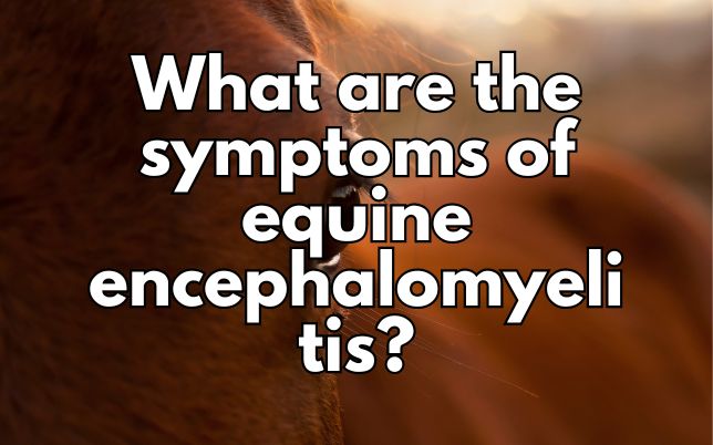 What are the symptoms of equine encephalomyelitis?