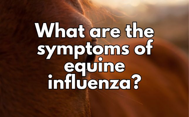 What are the symptoms of equine influenza?