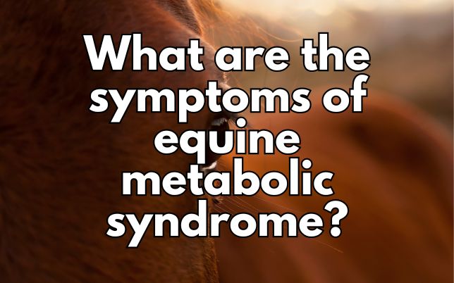 What are the symptoms of equine metabolic syndrome?