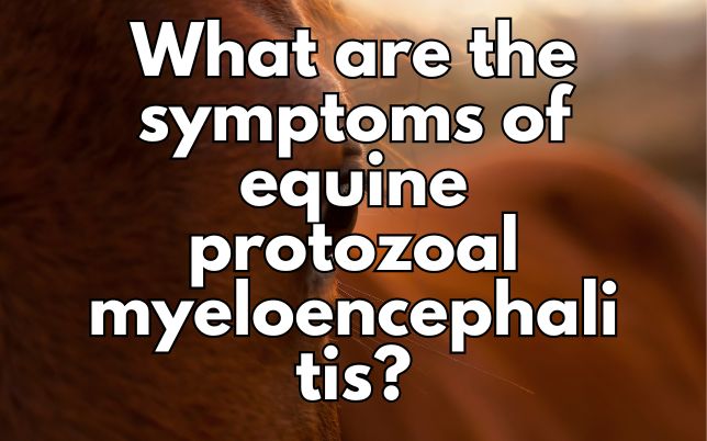 What are the symptoms of equine protozoal myeloencephalitis?