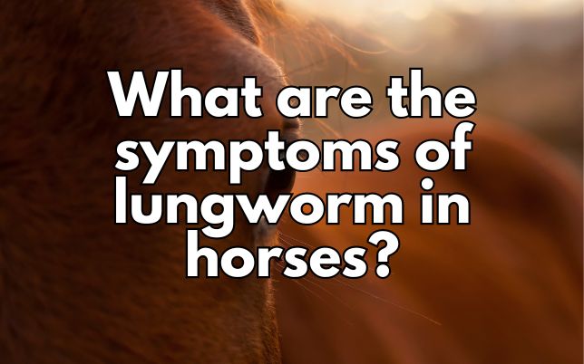 What are the symptoms of lungworm in horses?