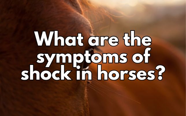 What are the symptoms of shock in horses?