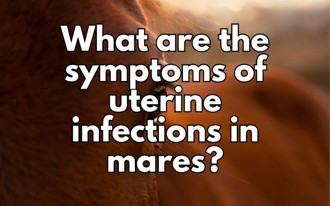 What are the symptoms of uterine infections in mares?