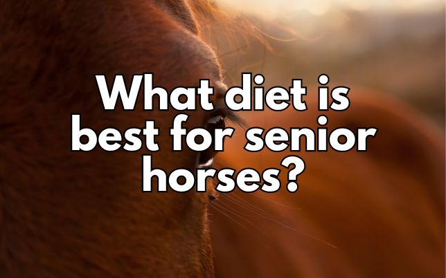 What diet is best for senior horses?