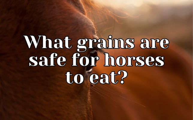 What grains are safe for horses to eat