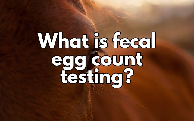 What is fecal egg count testing?