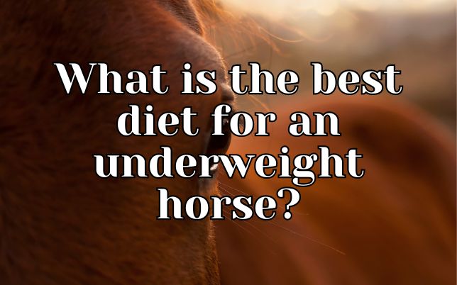 What is the best diet for an underweight horse