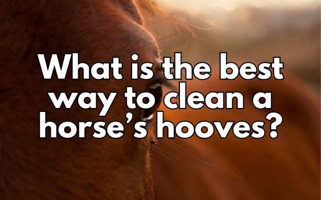 What is the best way to clean a horse’s hooves?