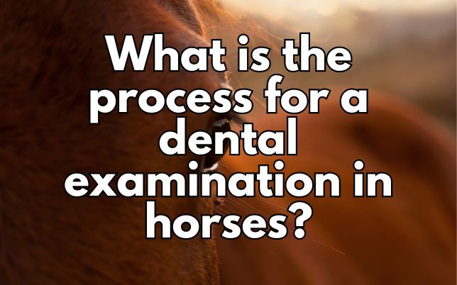 What is the process for a dental examination in horses?