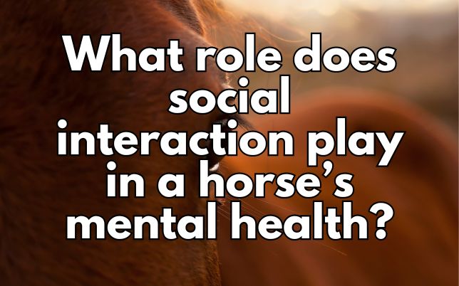 What role does social interaction play in a horse’s mental health?