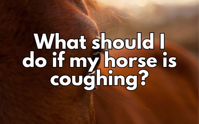 What should I do if my horse is coughing?