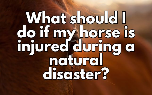 What should I do if my horse is injured during a natural disaster?