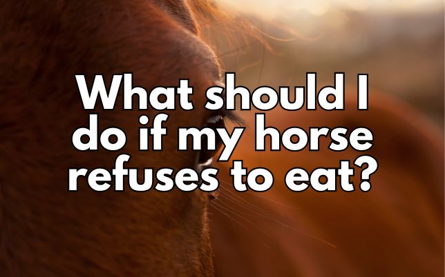 What should I do if my horse refuses to eat?