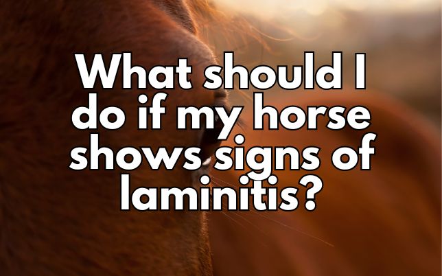 What should I do if my horse shows signs of laminitis?