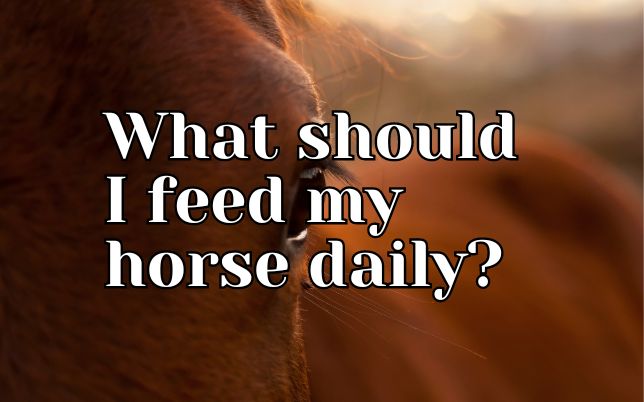 What should I feed my horse daily?