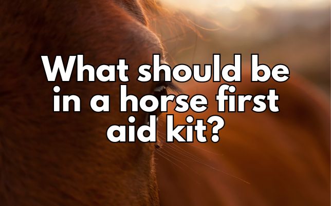 What should be in a horse first aid kit?