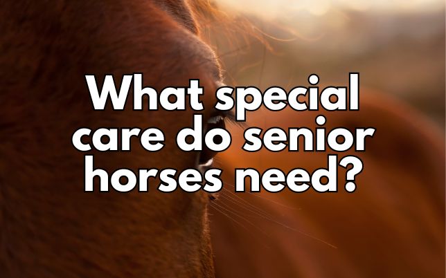 What special care do senior horses need?