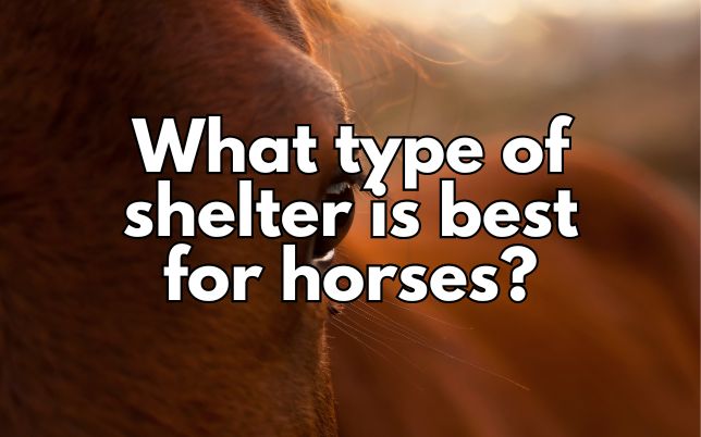 What type of shelter is best for horses?