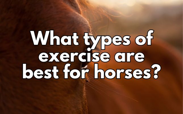 What types of exercise are best for horses?